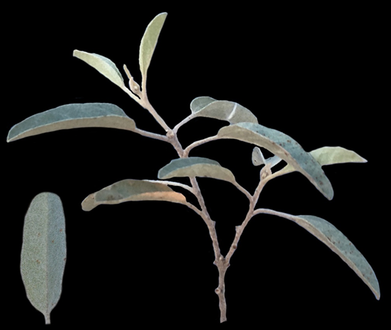 image003.png