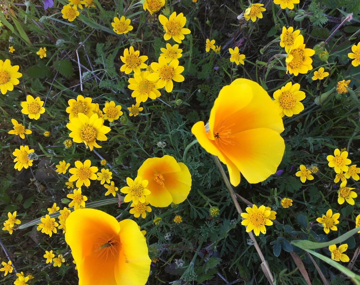 Doug's Mountain Journal - Spring 2018