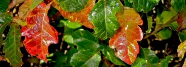 PoisonOak_agIMG6938.jpg