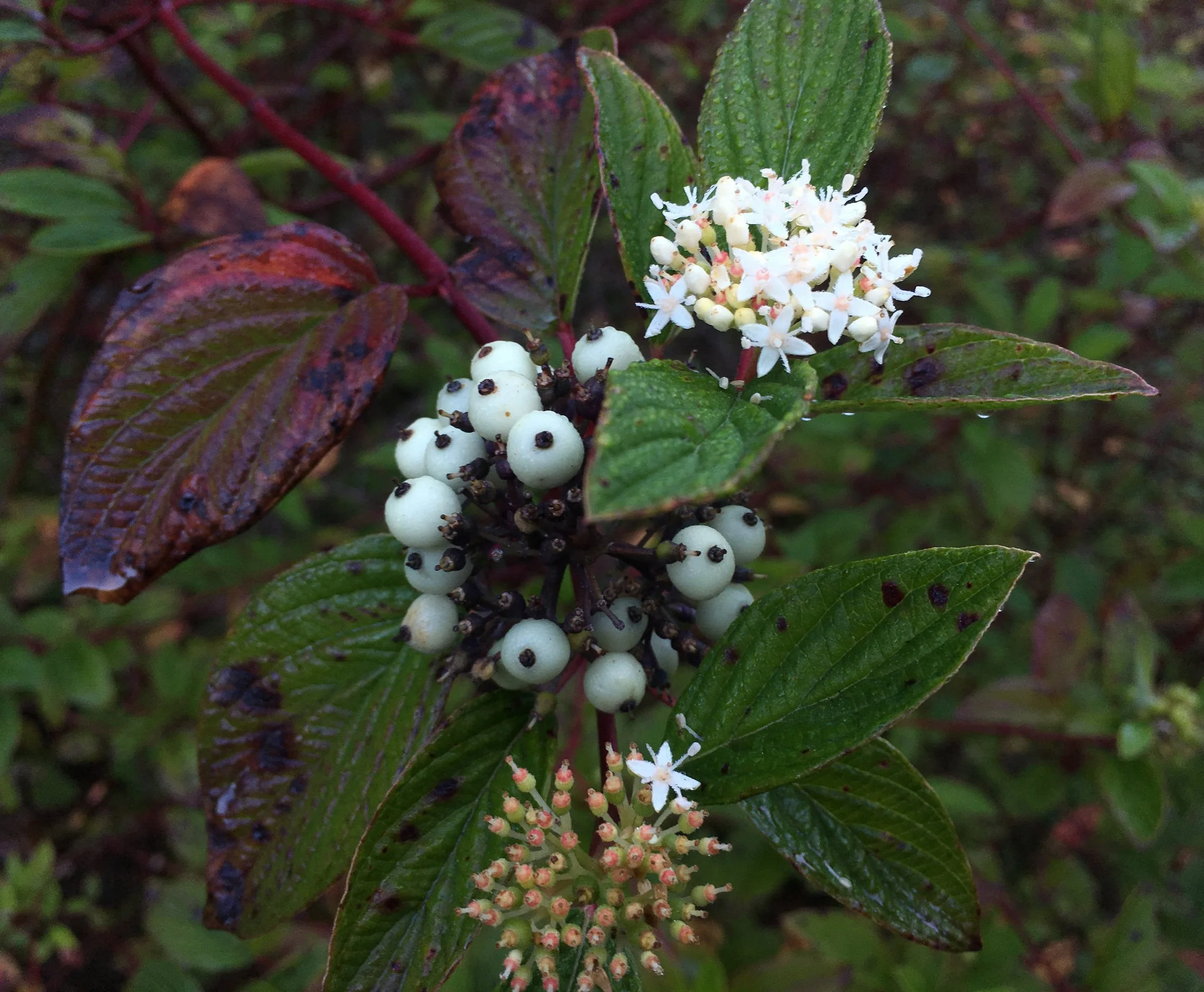 Creek Dogwood