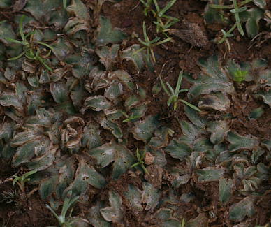 riccia2.jpg