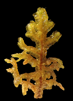 Porella navicularis
