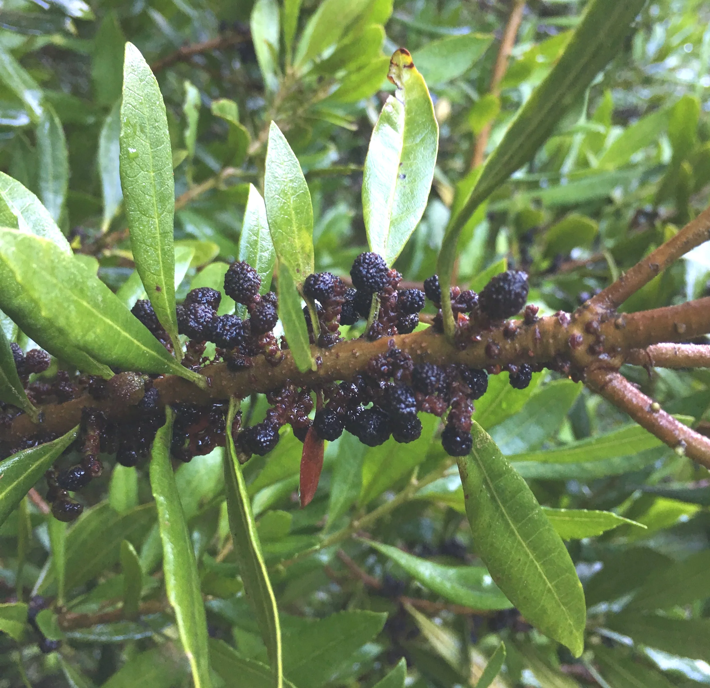Wax myrtle