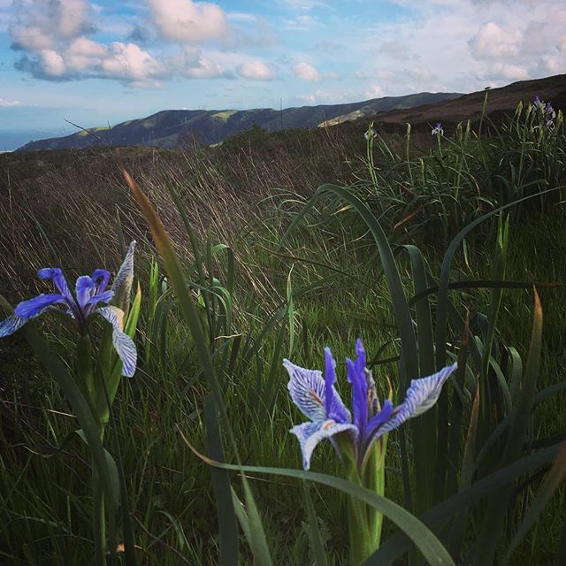 This weekend is a perfect opportunity to bask in the sunshine and enjoy the spring blooms of San Bruno Mountain, like the rare coast iris! #springwildflowers #sanmateocountyparks #californianativeplants #sanbrunomountain #hiking @smcparks
