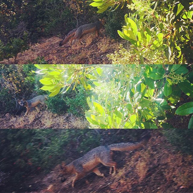 Take a peek at this grey fox, spotted at Owl Canyon this past weekend! It got a good peek at me too before slipping behind the monkey flowers into a toyon grove! #sanbrunomountain #greyfox #urocyoncinereoargenteus