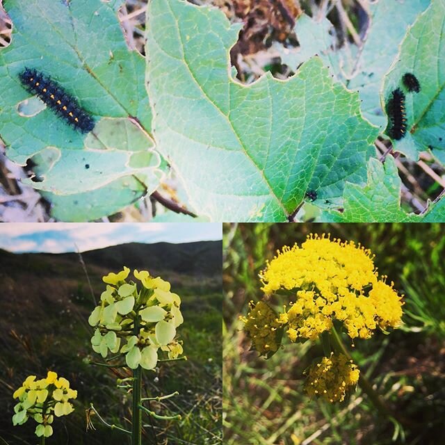 This morning before a group of high schoolers arrived (swipe to see &gt;&gt;) I was excited to come across the caterpillars of the #variablecheckerspotbutterfly munching on California bee plant! Franciscan wallflowers (left) and caraway leaved lomati