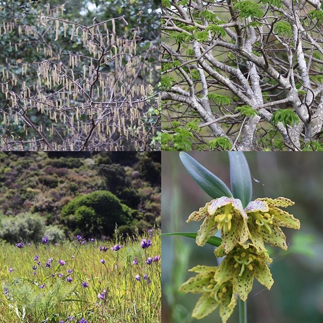 Grateful to exist on this Earth alongside a mountain as awe-inspiring and storied as San Bruno Mountain! #earthday #sanbrunomountain (clockwise from top left: California hazelnut, California buckeye, checker lily, wild hyacinth)