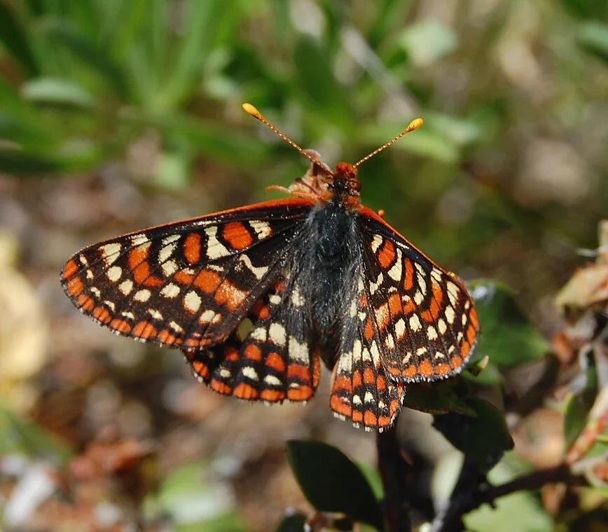 SBM Conference: Status and Prospects for San Bruno Mountain Butterflies