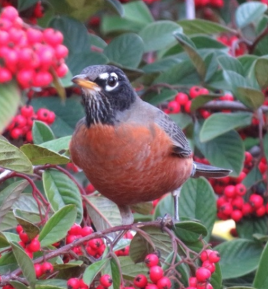 Doug's Mountain Journal - Spring 2016