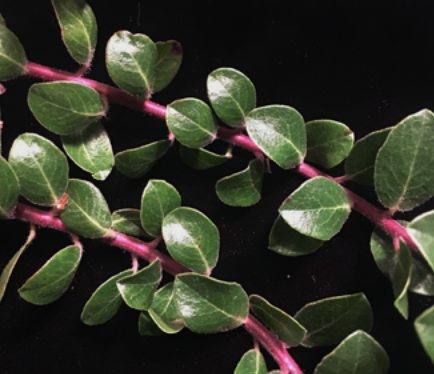 Miniature Manzanita - endemic to the Mountain