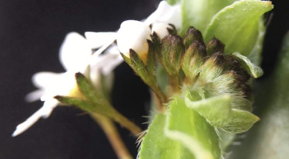 The long-lost Artist's Popcorn Flower has been found!