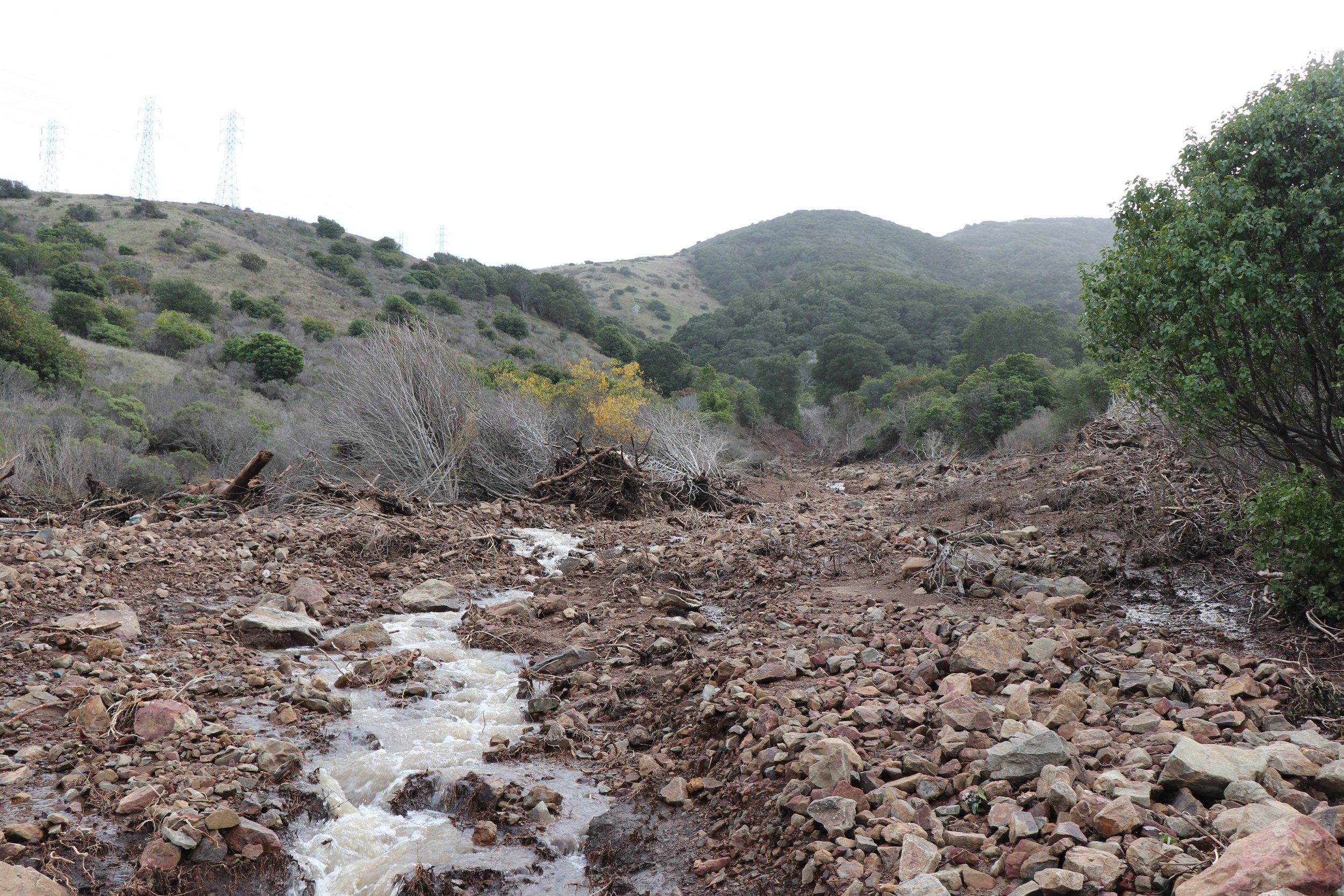 Invasive Plant Removal at Buckeye Canyon