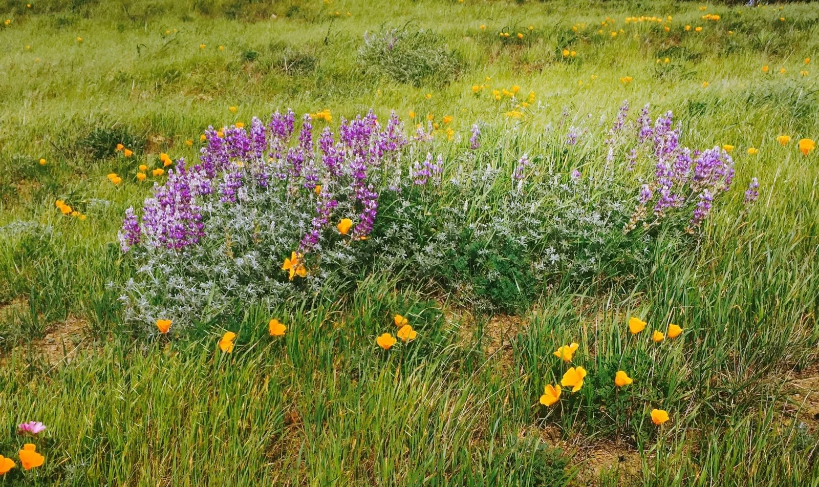 lupine and poppies.SanBrunoMt.jpeg