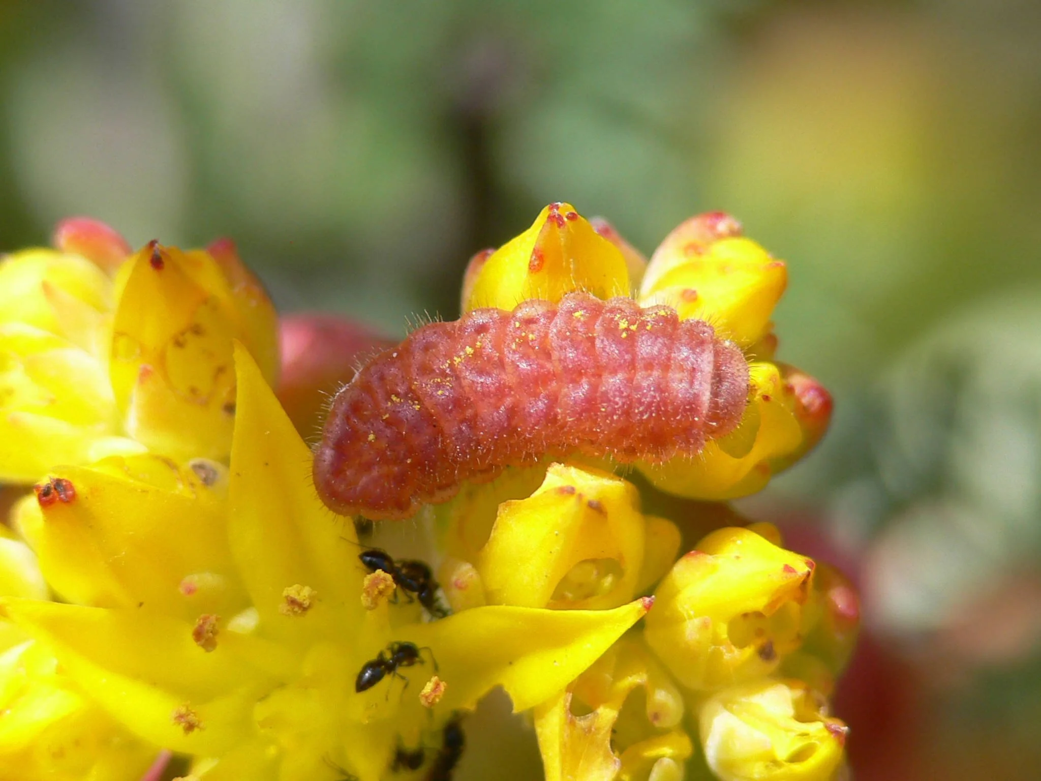 San Bruno Elfin Butterfly - Habitat Restoration Planting Day &amp; Story Walk 