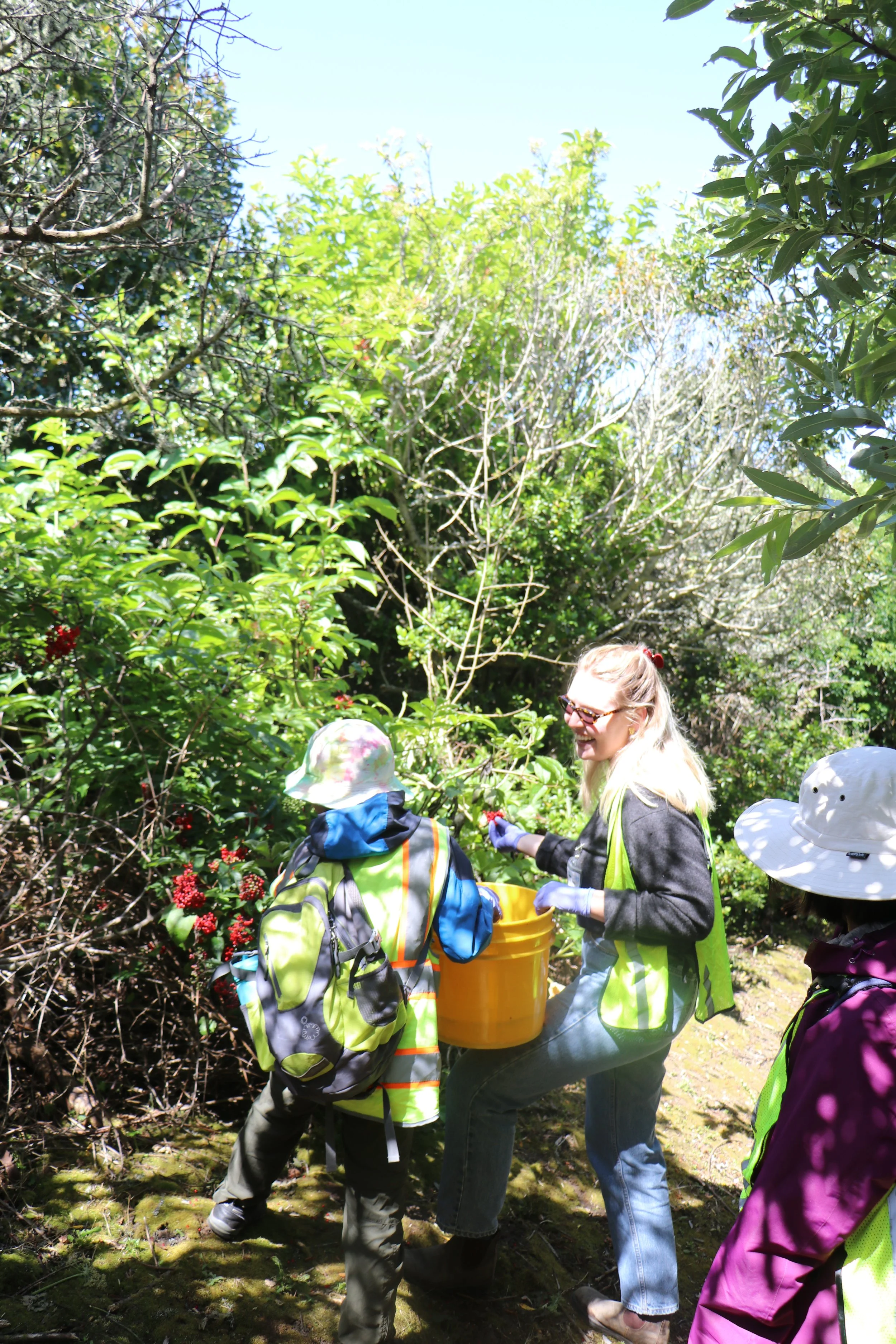 Collect Seeds and Cuttings on San Bruno Mountain for Mission Blue Nursery 
