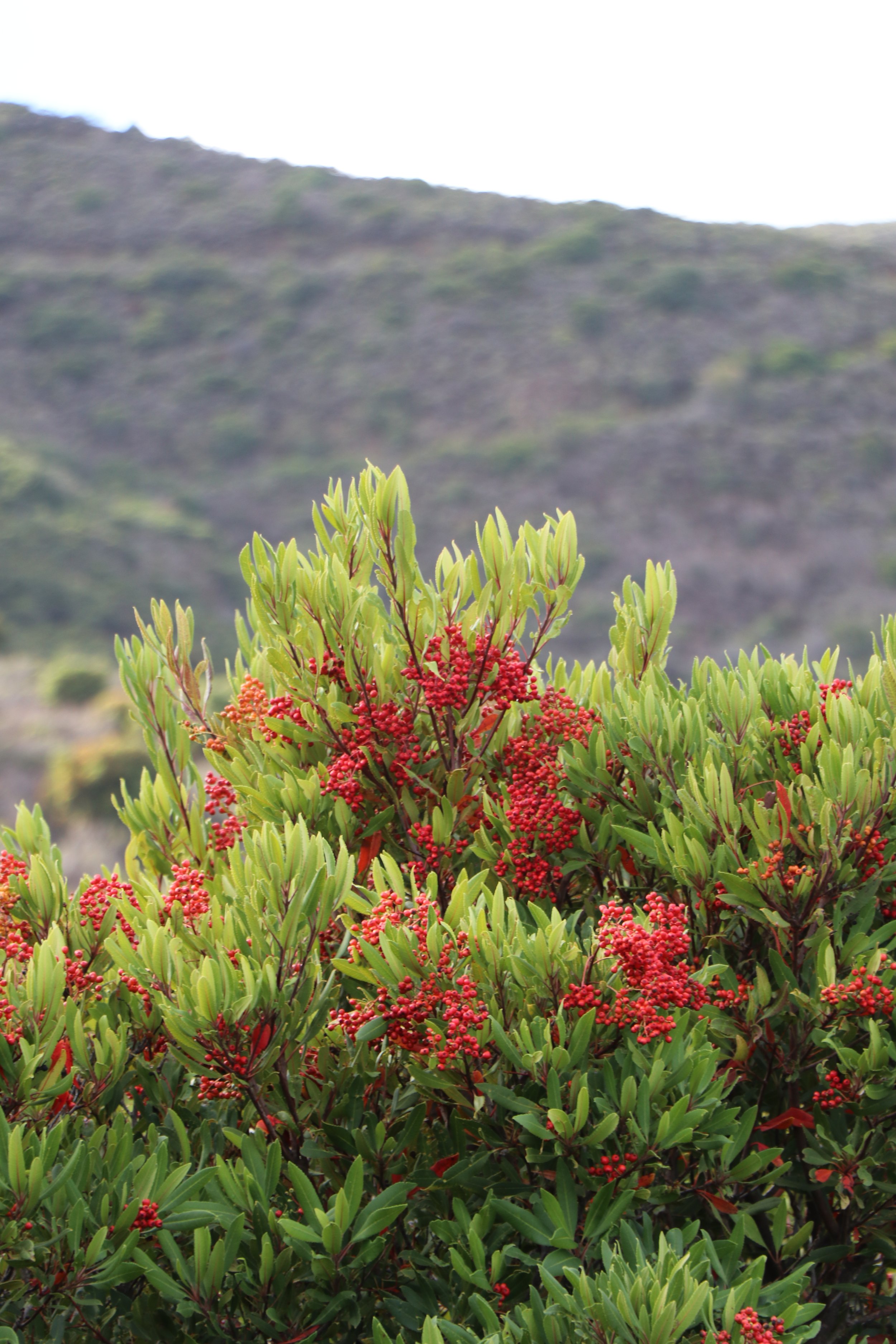 Wreath-Making & Botanical Art Greeting Cards With San Bruno Mountain Plants - Mission Blue Makerspace