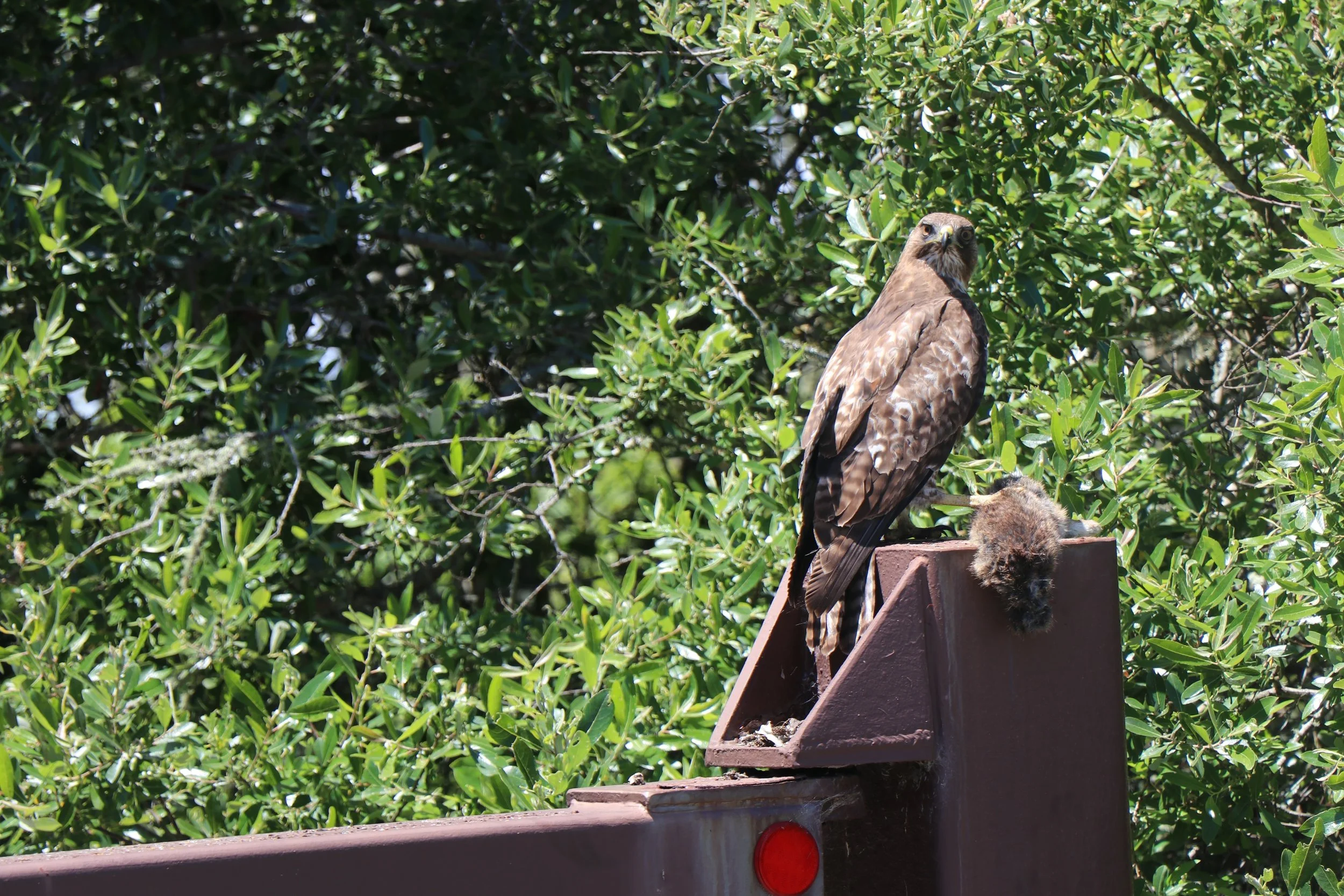 Bird Walk on San Bruno Mountain