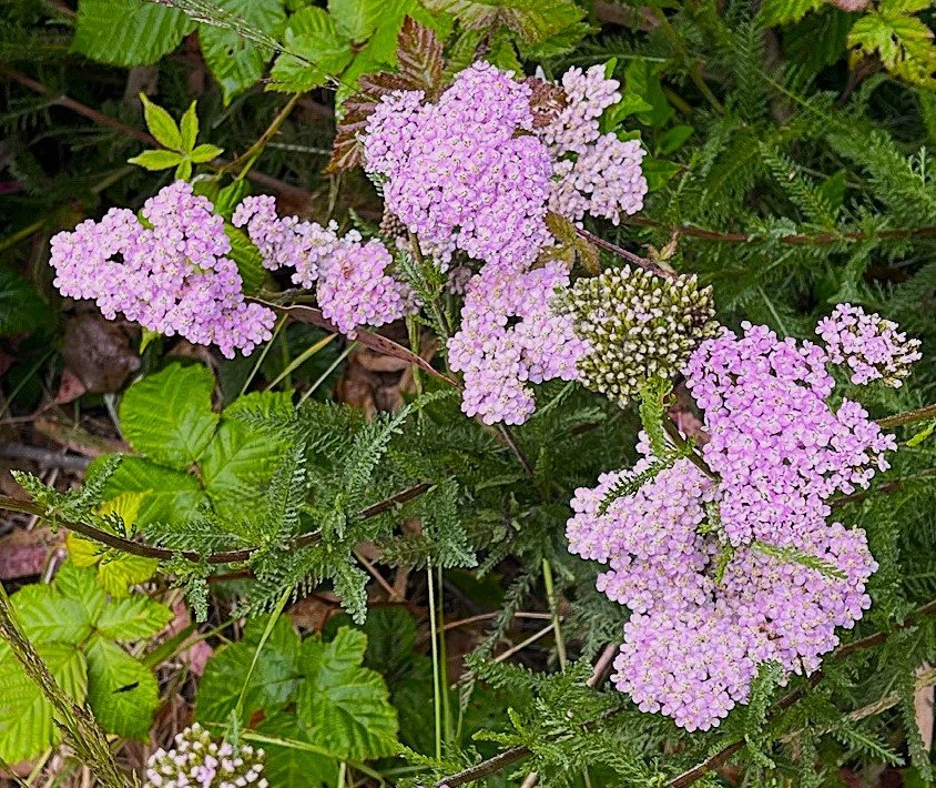 Doug's Mountain Journal - Summer 2025