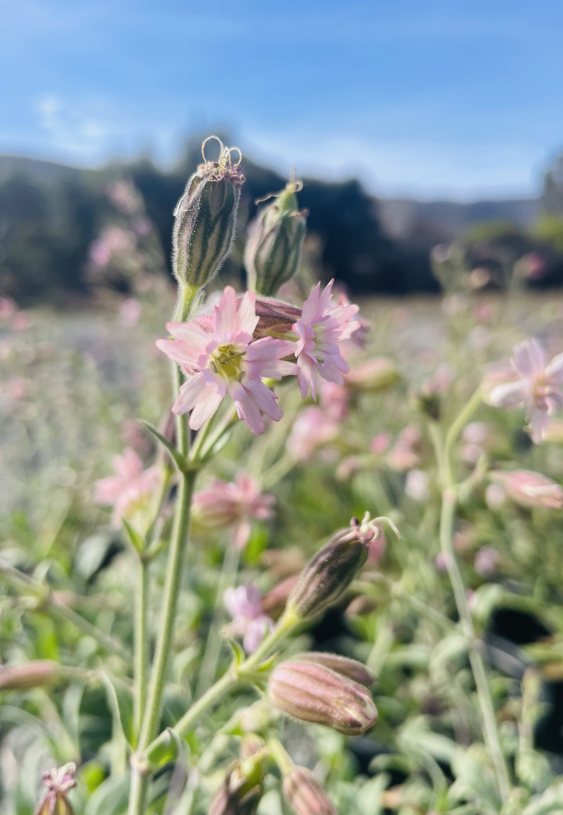 Planting on the Peak! San Francisco Campion - Rare Plant Project