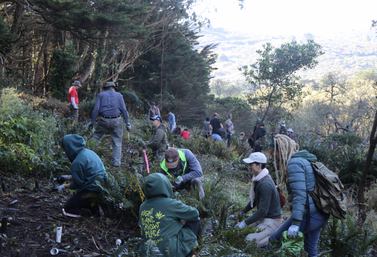 Planting the Colma Creek Headwaters 