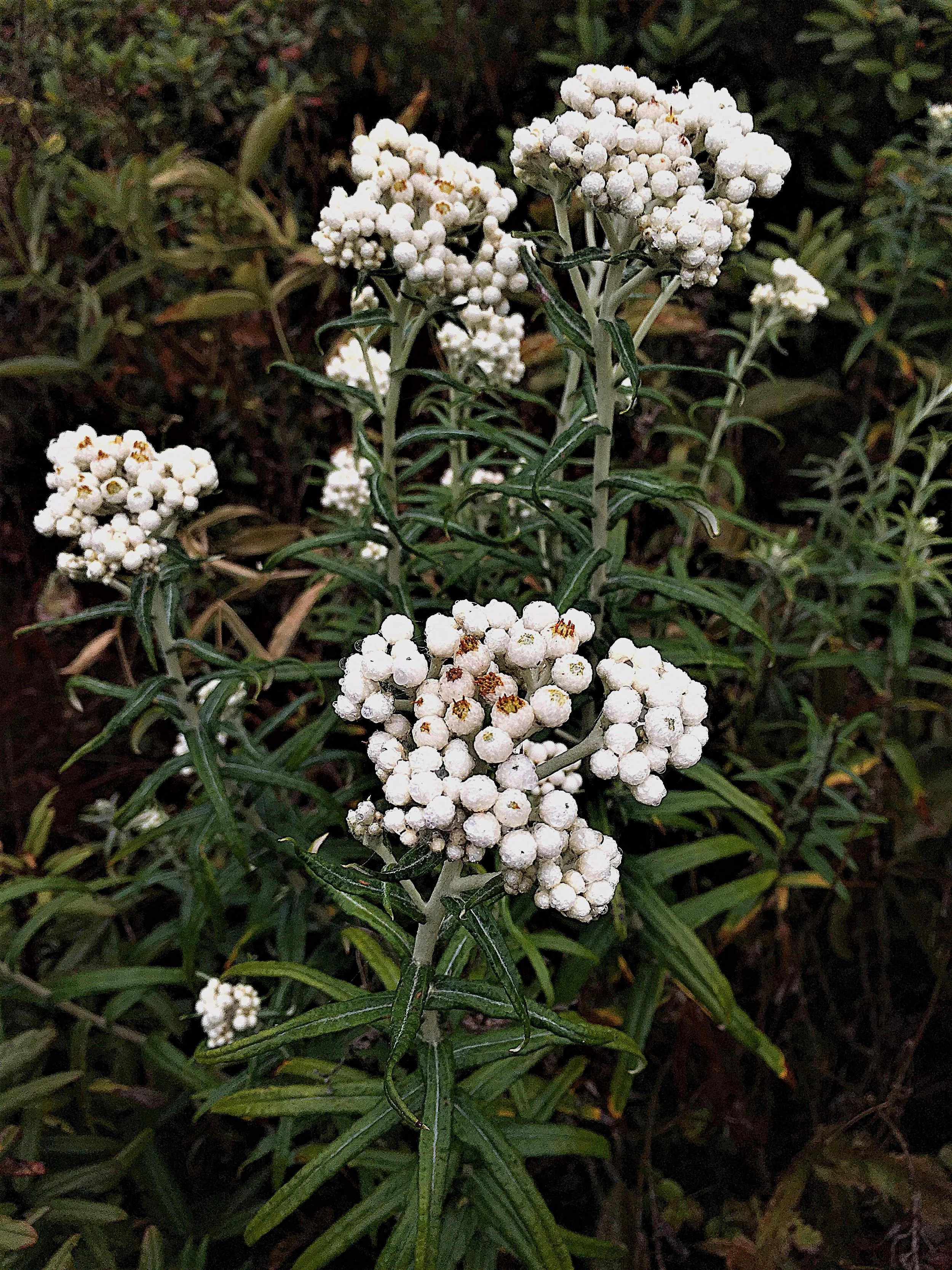 Doug's Mountain Journal - Autumn 2025