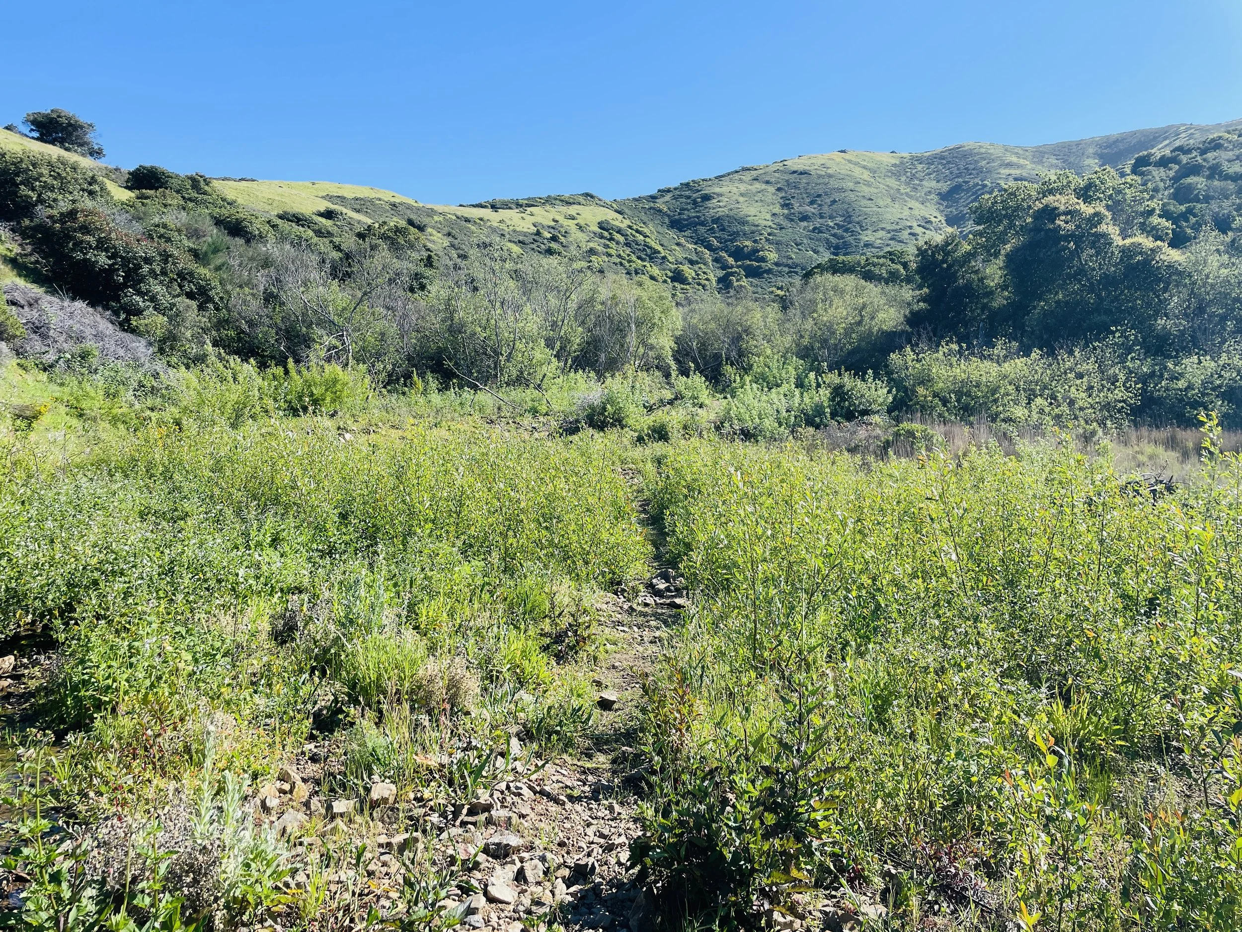 Earth Week - Habitat Restoration in Owl Canyon