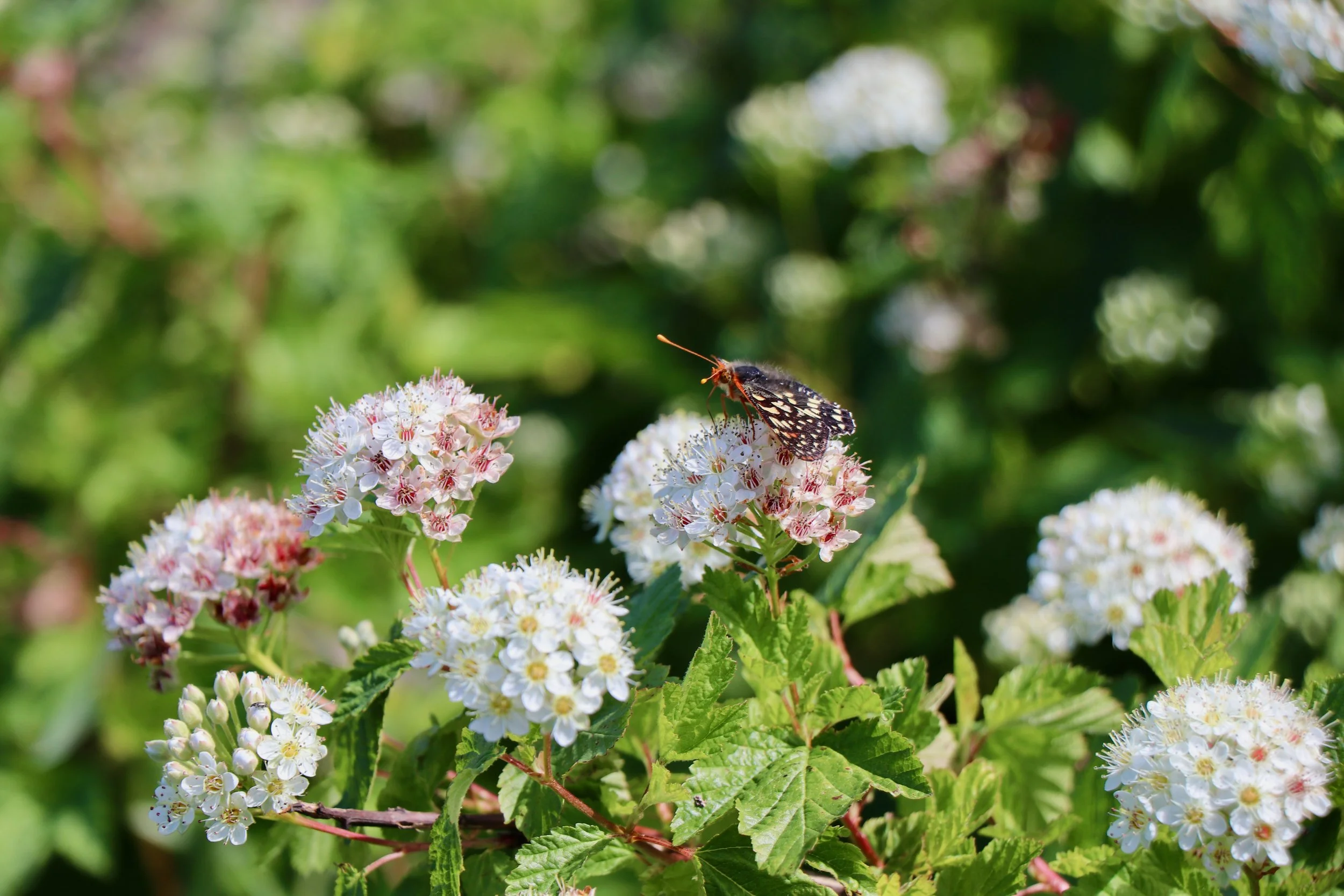 Bug Safari - Interpretive Hike
