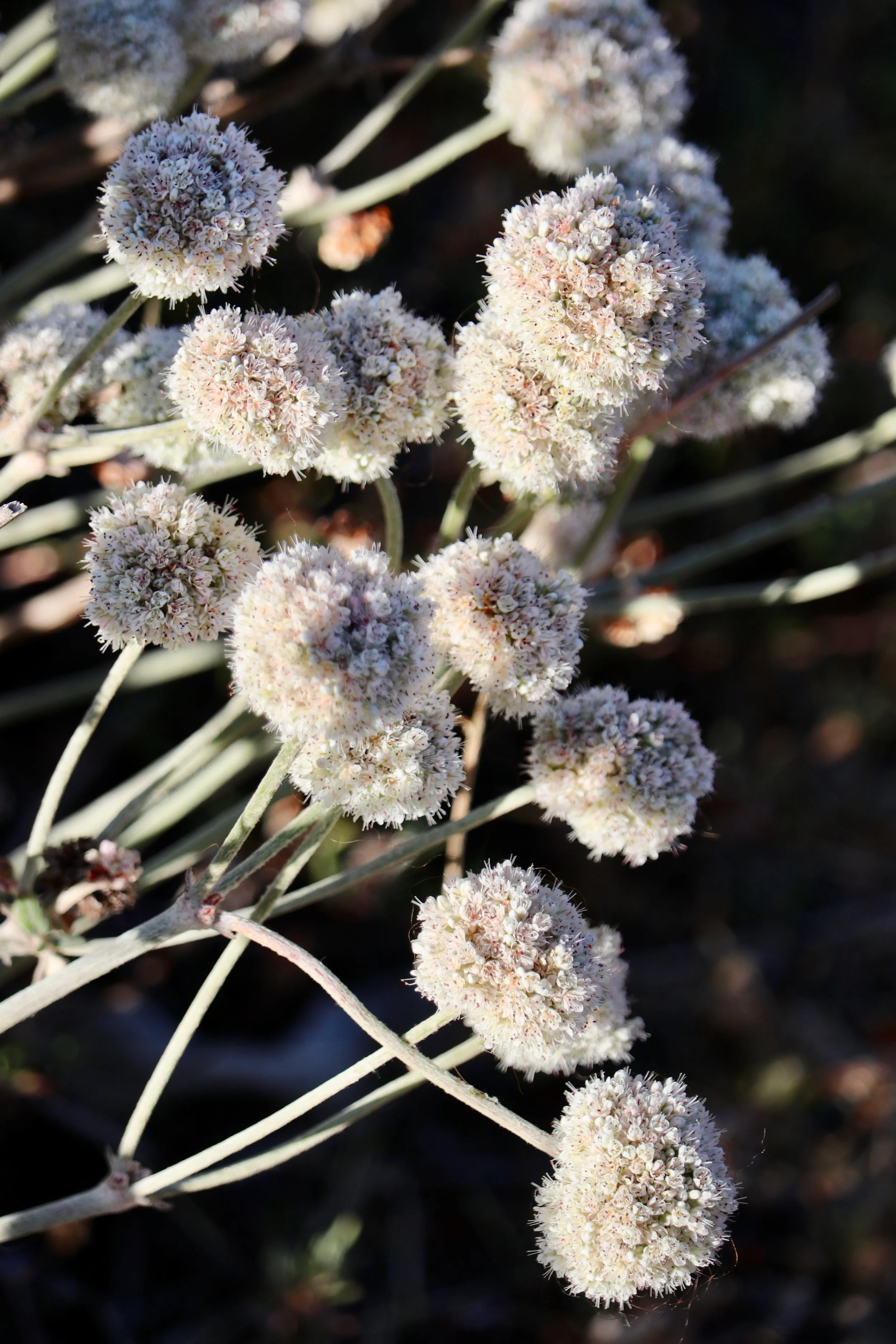 Summer Plant Sale at Mission Blue Nursery! &amp; Mission Blue Makerspace 