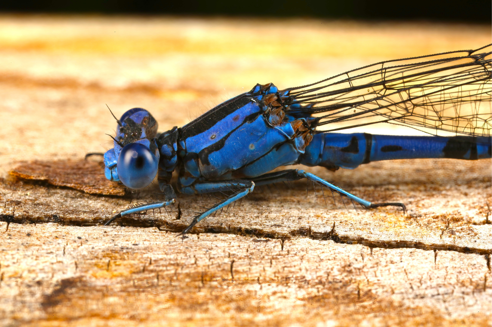 Macrophotography Lesson and Bug Safari Guided Walk