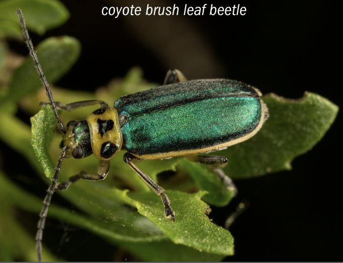 Coyote Brush Leaf Beetle - Exploration Hike