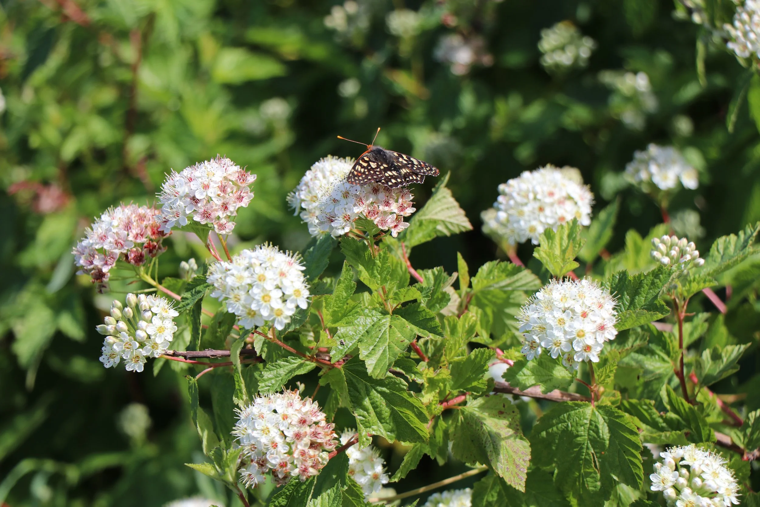 Fall Plant Sale at Mission Blue Nursery! &amp; Mission Blue Makerspace 