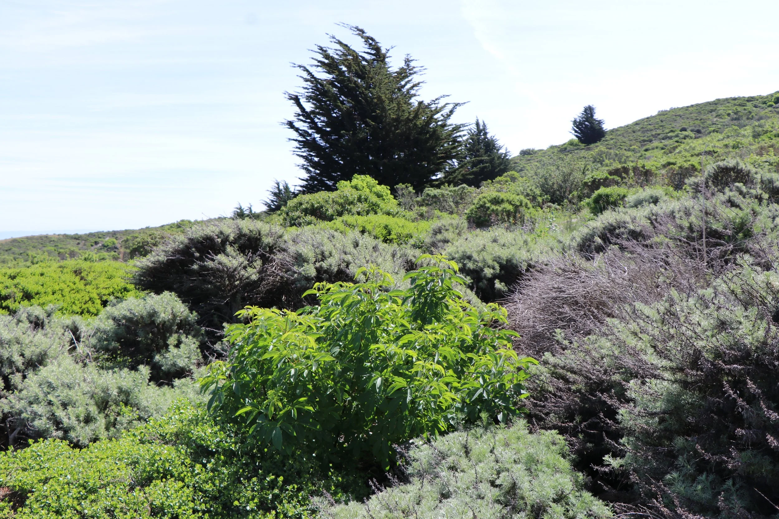 Guided Therapeutic Walk - Pet Memorial Gathering