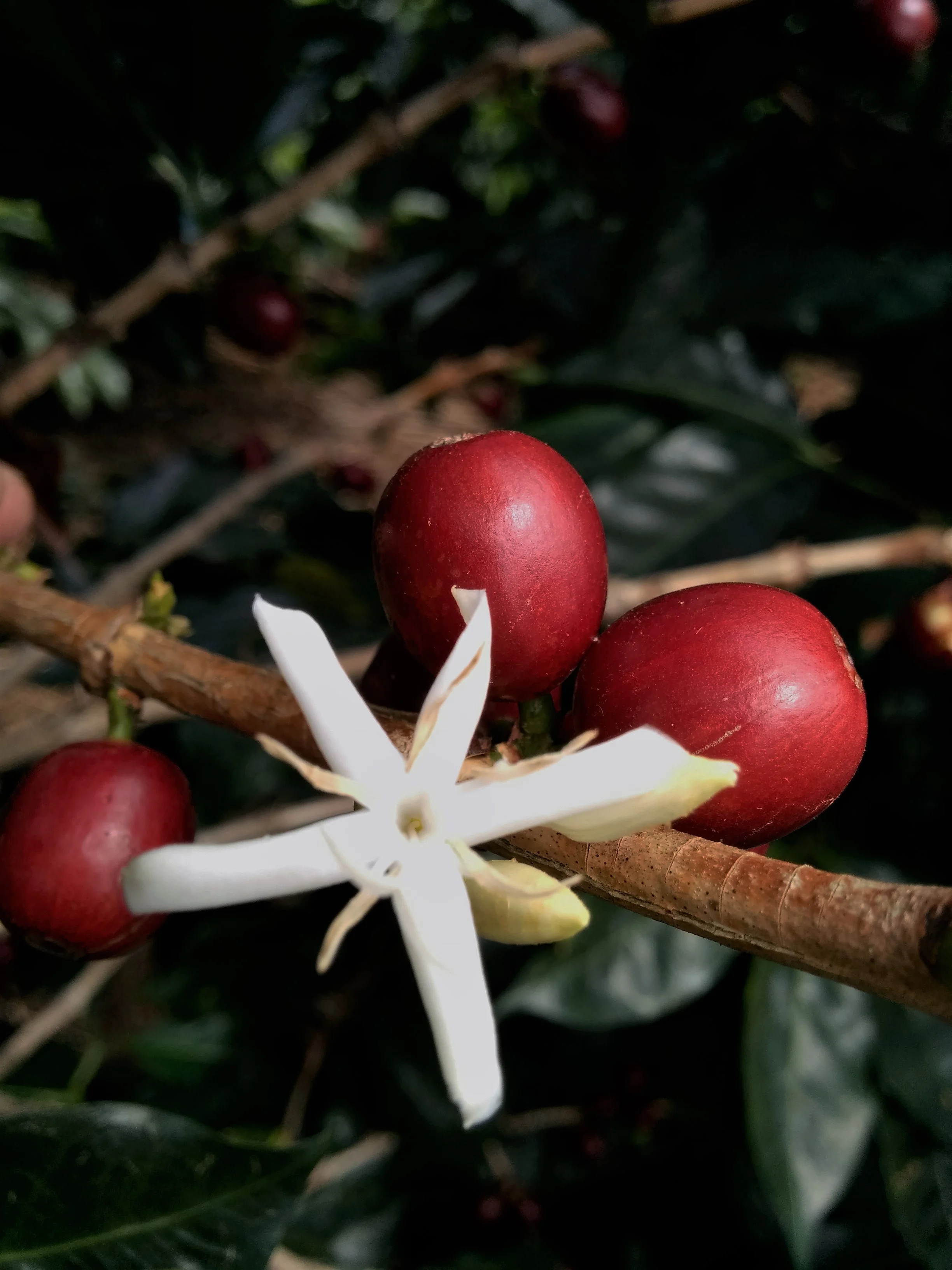 chemex brown filters