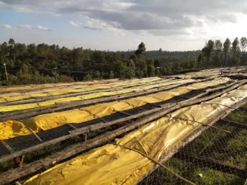 There are currently 190 wooden drying tables at Thiririka Mill, very many of which are in need of repair or replacement. The SIP will replace these tables with sturdy steel ones that will last for decades. Here you can see the day’s lots covered with yellow tarps in the afternoon for overnight protection from moisture and rain. Tomorrow morning the tarps will be removed and the beans turned constantly in the African sun to ensure evenness of drying and a clean, consistent sweetness and acidity Githembe coffee is known for.