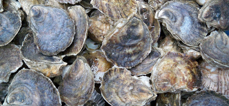 Photo Credit: Signature Oysters