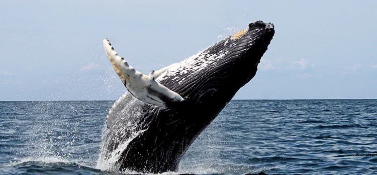 Courtesy of Stellwagen Bank National Marine Sanctuary