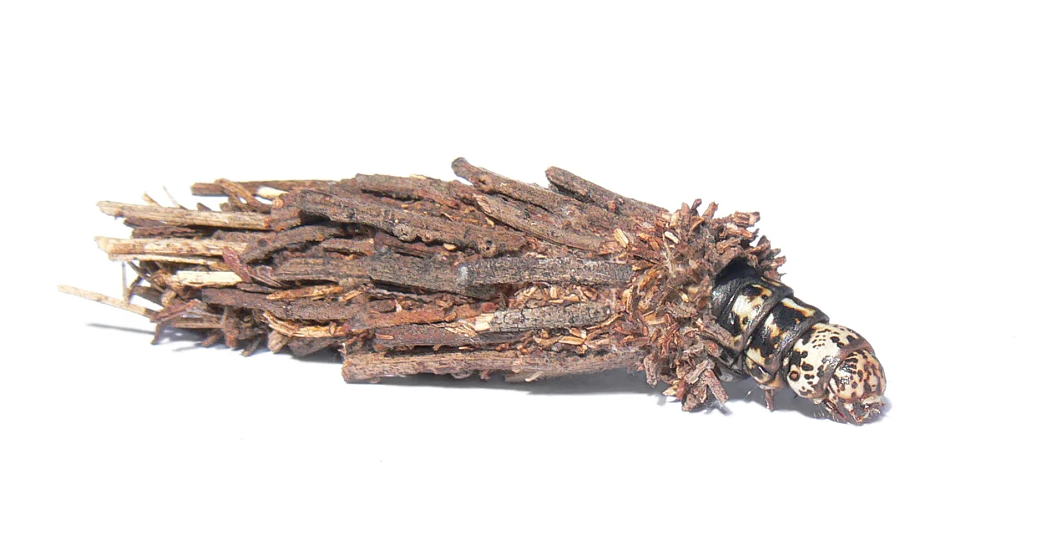 Family_Psychidae444.jpg