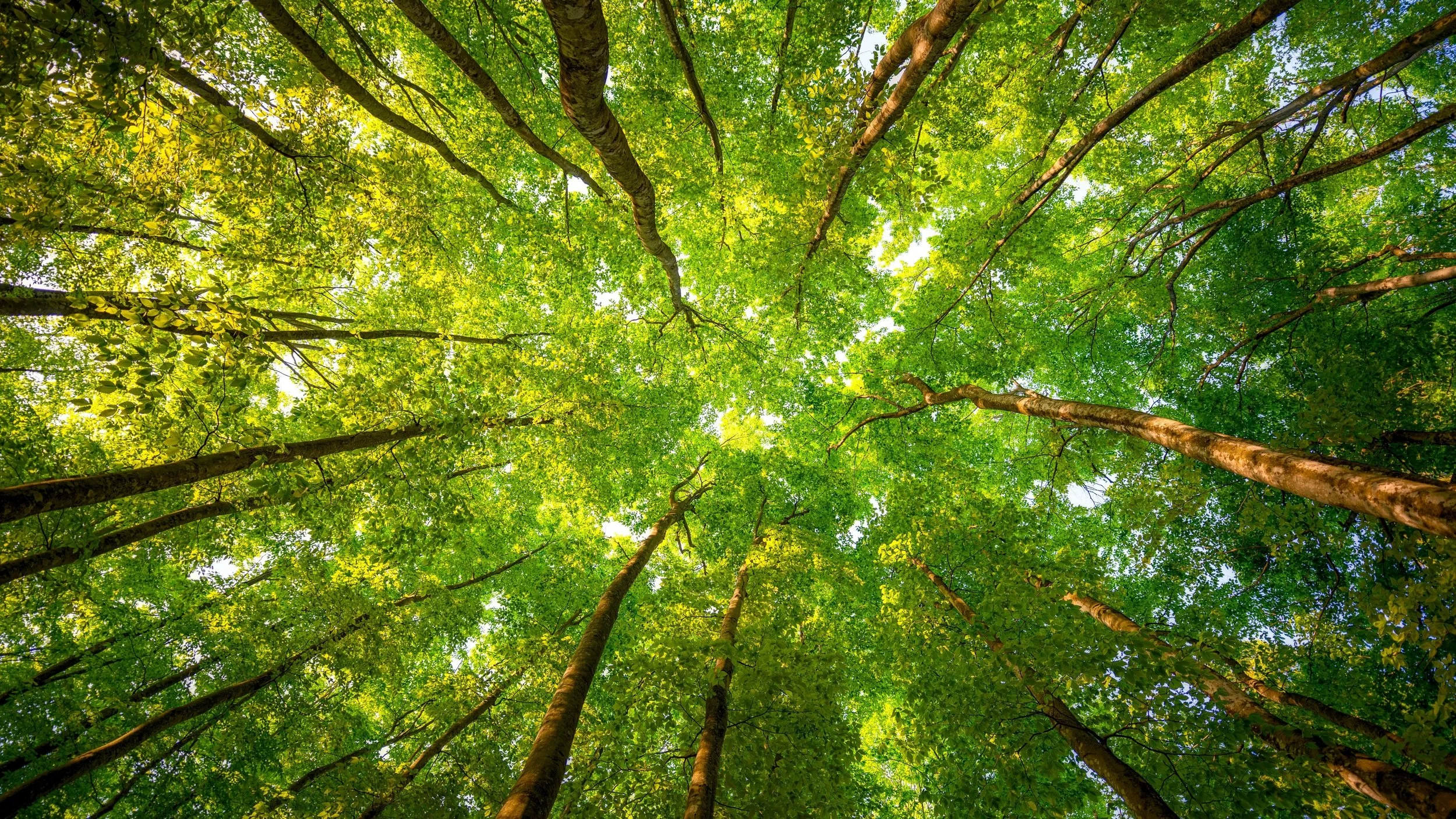 47035390-forest-wallpaper-hd.jpeg
