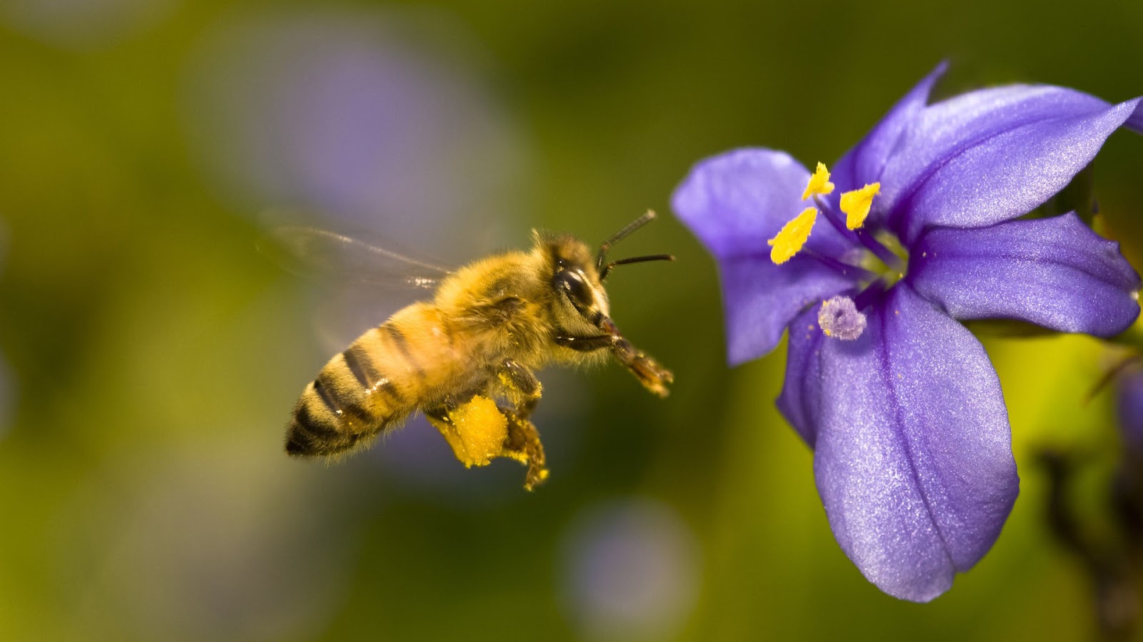 Honey-Bee-collecting-food-from-flowers-Images.jpg