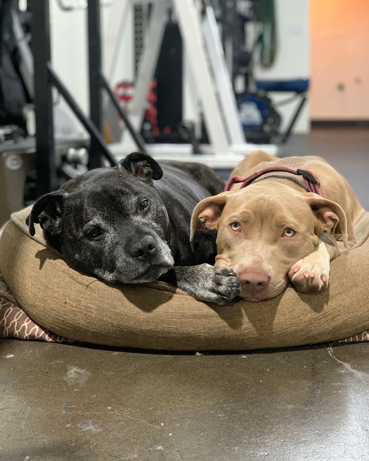 KINGSTON SAYS: 
.
The training is really going to intensify over the next few weeks as we build up to nationals. 
.
Make sure you grab your snuggle buddy and take advantage of your rest days! 
.
PS @zoe.amenta is not my snuggle buddy, she just intrud