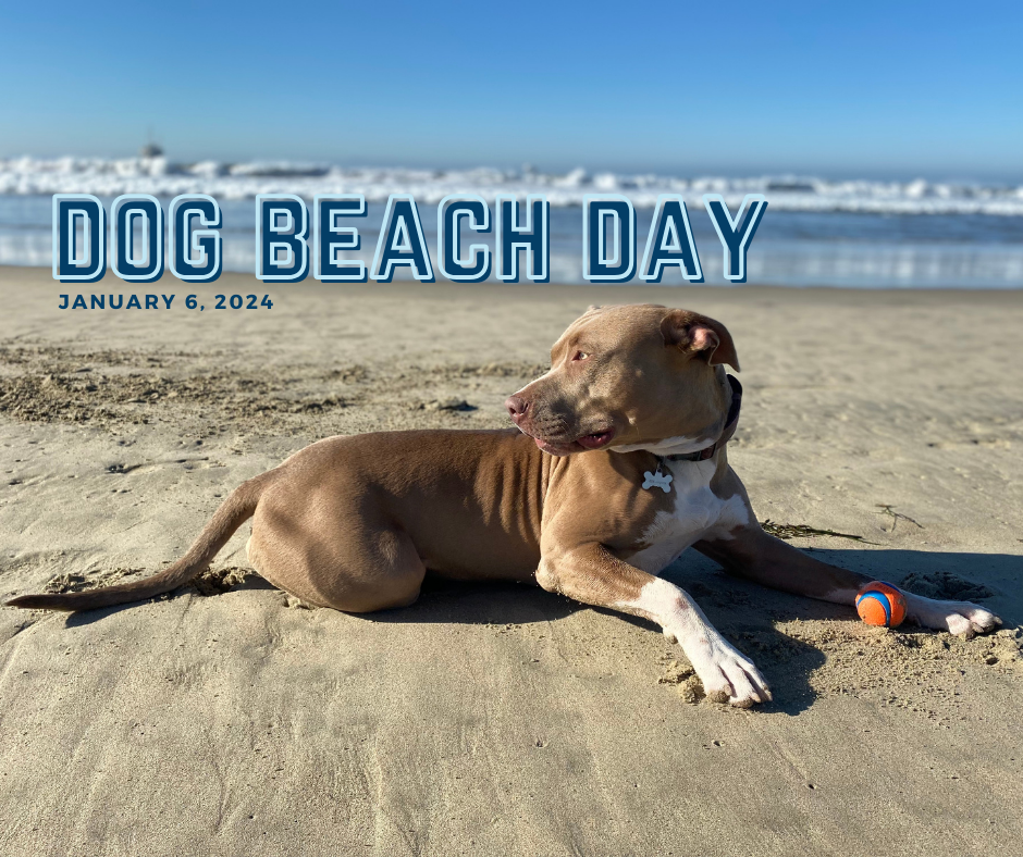 Huntington Dog Beach with our Pups