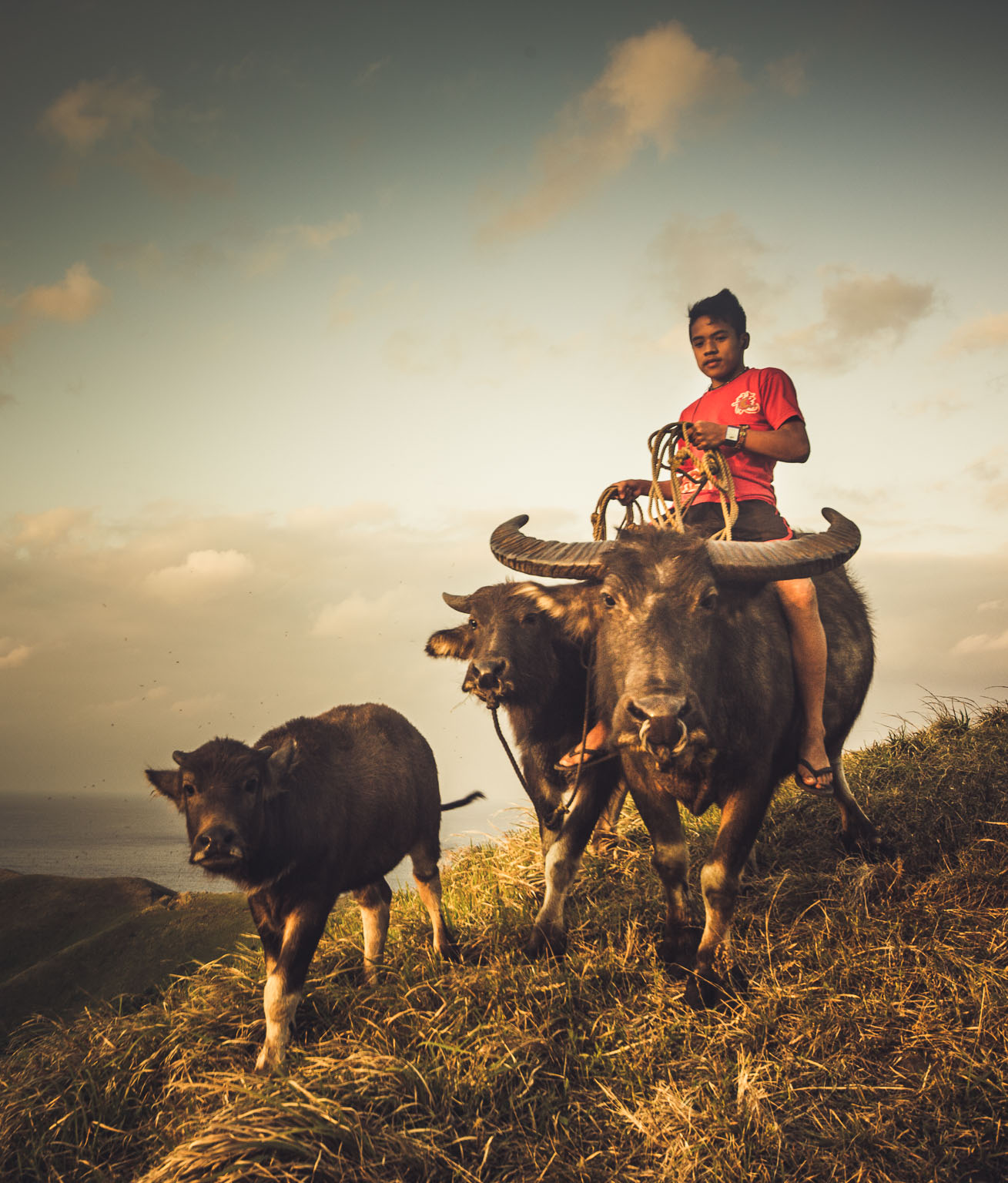 Batan Island Carabao