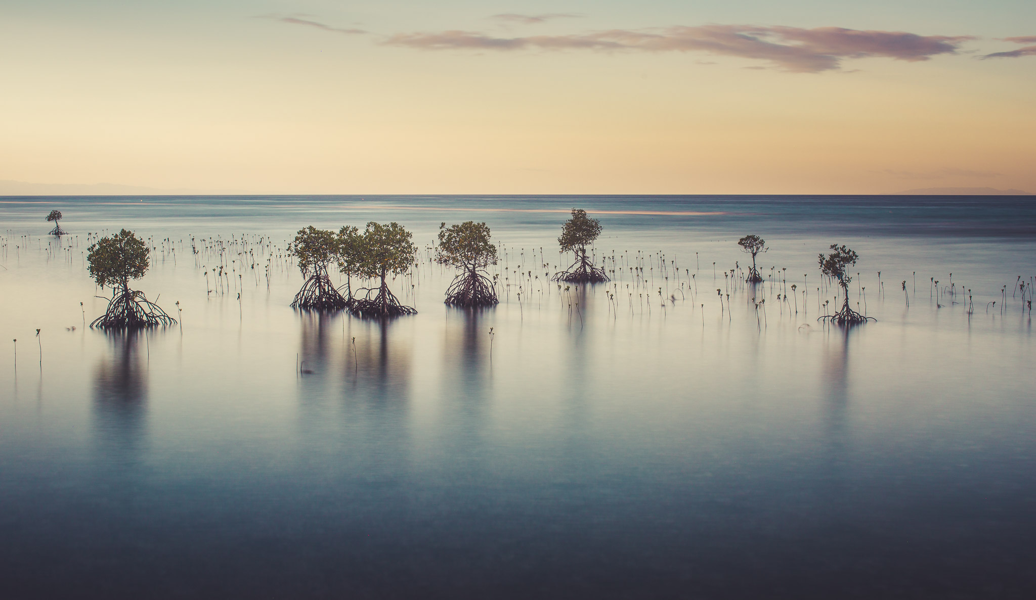 Mangrove Swamp