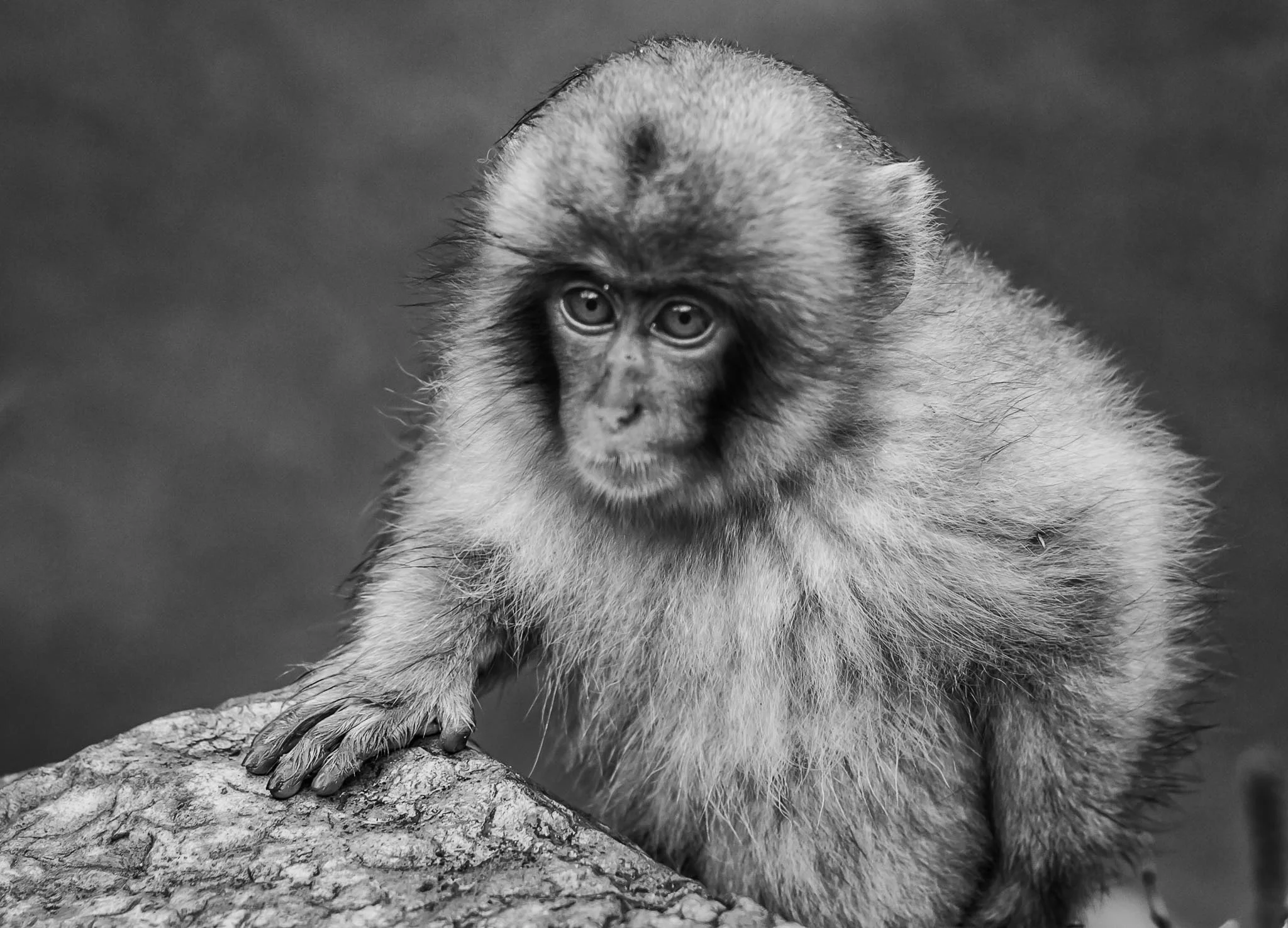 Snow Monkeys (4 of 7).jpg