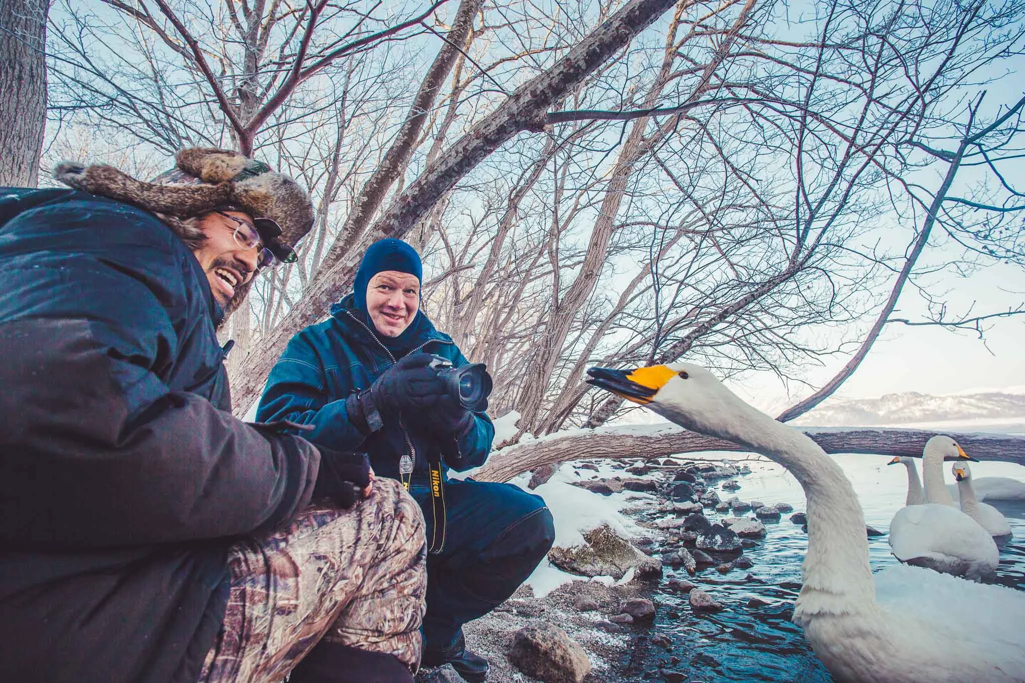 Whooper Swans by Lake Kusharo