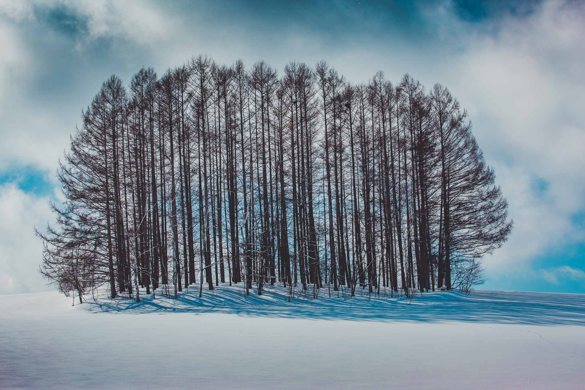 Biei Winter Trees