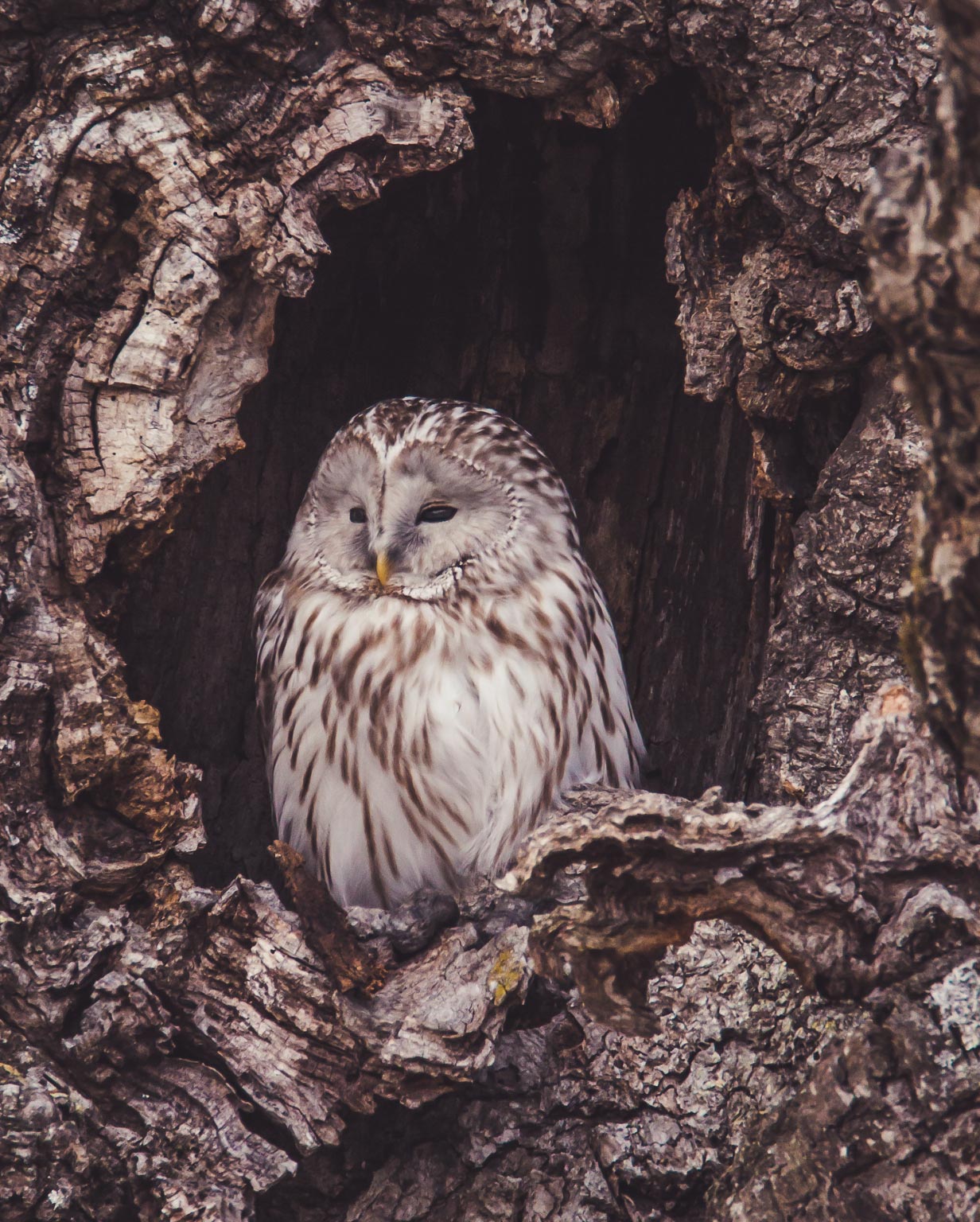 Ural Owls