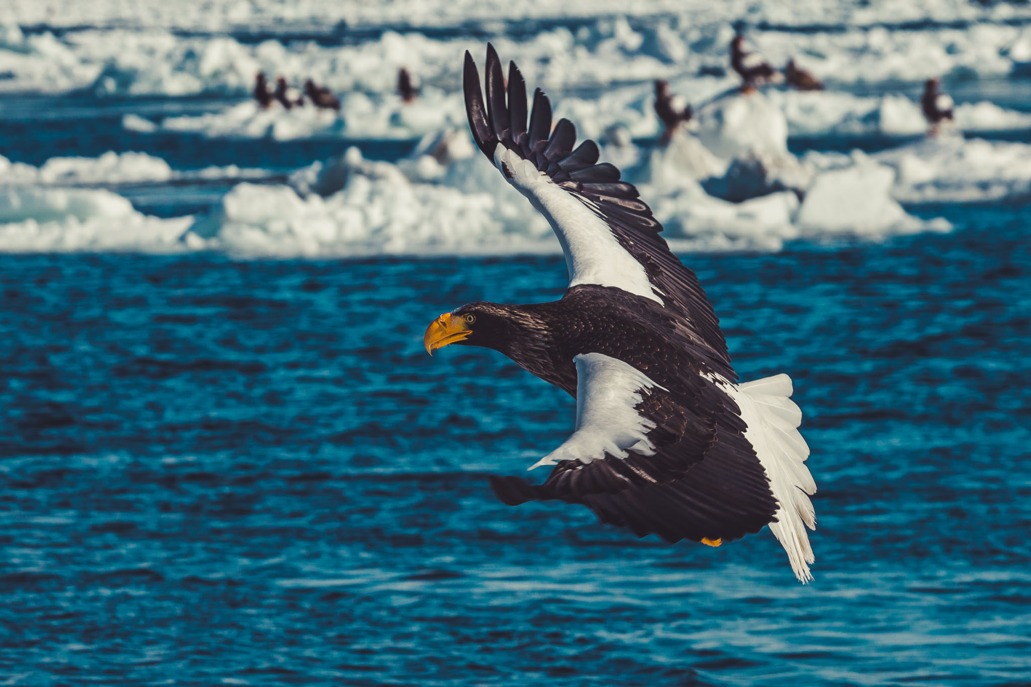 Sea Eagle