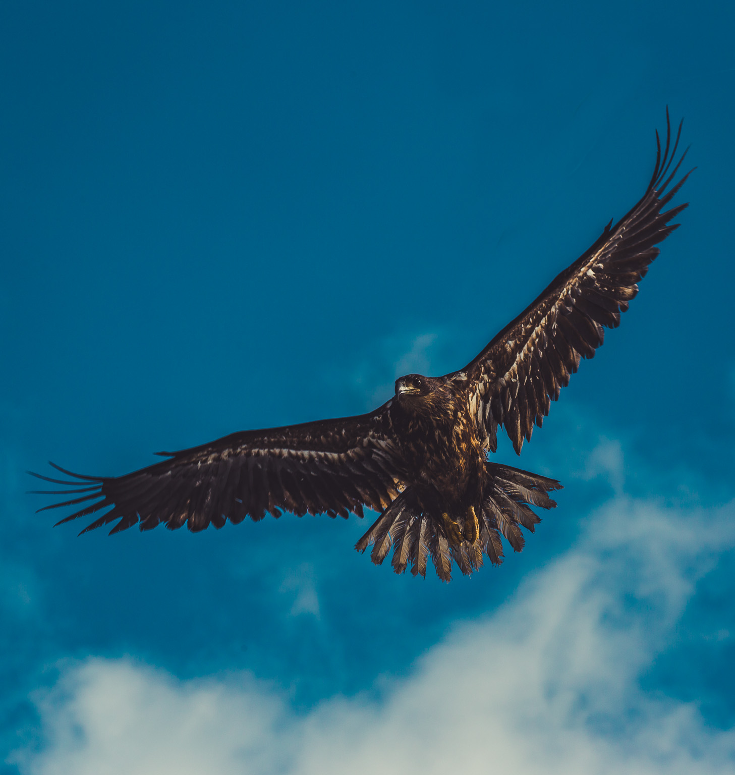 Golden Eagle