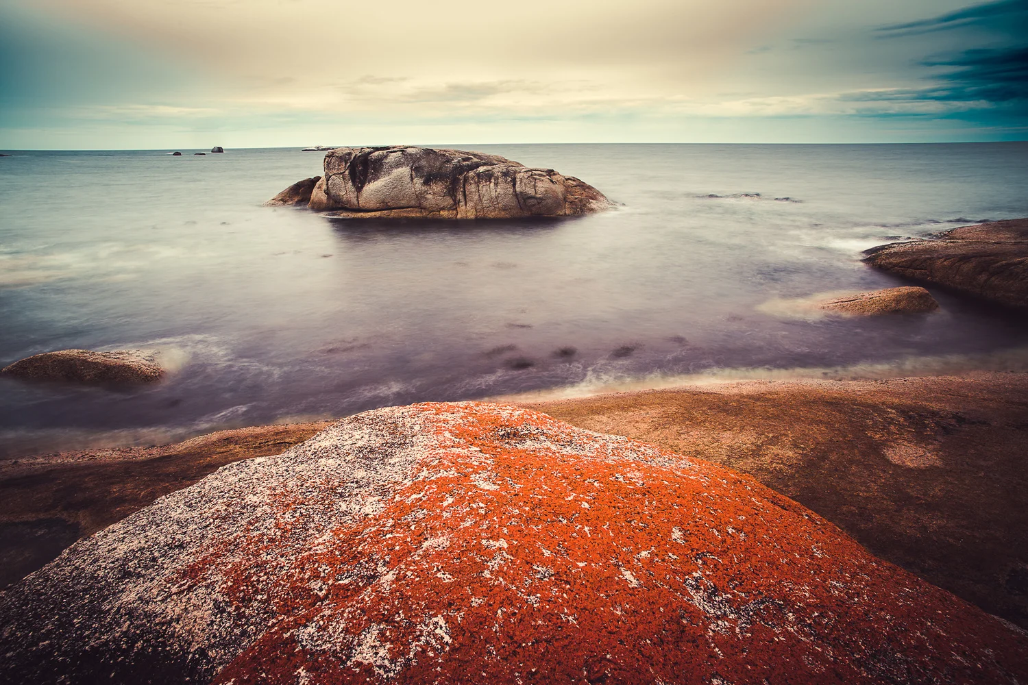 bicheno_lichen_1_of_1.jpg